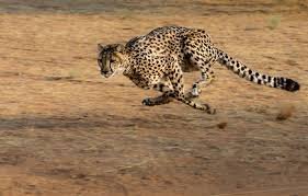 .jpg - حيوانات سريعة أسرع 10 حيوانات برية في العالم