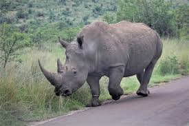 African Rhino - حيوانات خطيرة أكثر 10 حيوانات خطورة في أفريقيا