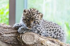 Amur Leopard - حيوانات نادرة هذه هي أندر الحيوانات في العالم
