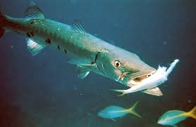 Barracuda - حيوانات خطيرة أكثر 10 حيوانات خطورة في المحيط