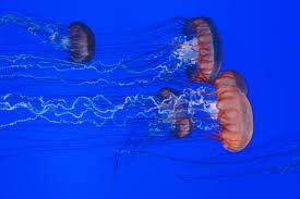 Box Jellyfish - حيوانات خطيرة أكثر 10 حيوانات خطورة في المحيط