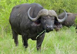 Cape Buffalo - حيوانات خطيرة أكثر 10 حيوانات خطورة في أفريقيا