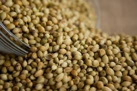 Coriander Seeds - أفضل طريقة لتخفيف الوزن (مدعومة بالعلوم)