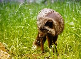 Darwin’s Fox - حيوانات نادرة هذه هي أندر الحيوانات في العالم