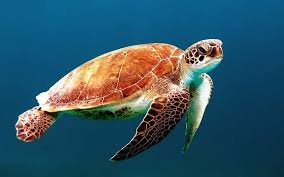 Glowing Sea Turtle - حيوانات عجيبة أفضل 10 حيوانات فريدة ومميزة من نوعها