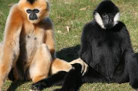 Hainan Gibbon - حيوانات نادرة هذه هي أندر الحيوانات في العالم