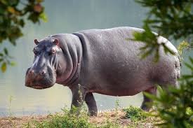Hippopotamus - حيوانات خطيرة أكثر 10 حيوانات خطورة في أفريقيا