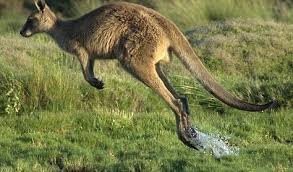 Kangaroo - حيوانات سريعة أسرع 10 حيوانات برية في العالم