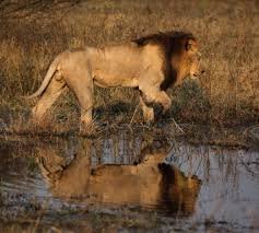 Lion1 - حيوانات خطيرة أكثر 10 حيوانات خطورة في أفريقيا
