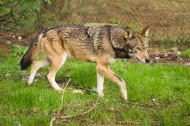 Red Wolves - حيوانات نادرة هذه هي أندر الحيوانات في العالم