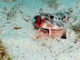 Red lipped batfish - حيوانات عجيبة أفضل 10 حيوانات فريدة ومميزة من نوعها