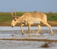 Saiga Antelope - حيوانات عجيبة أفضل 10 حيوانات فريدة ومميزة من نوعها