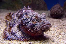 Stonefish - حيوانات خطيرة أكثر 10 حيوانات خطورة في المحيط
