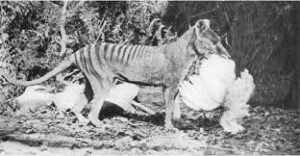 Tasmanian tiger 300x156 - حيوانات منقرضة في الـ 150 سنة الماضية، بسبب الصيادين