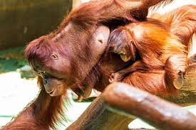 The Bornean Orangutan - حيوانات نادرة هذه هي أندر الحيوانات في العالم