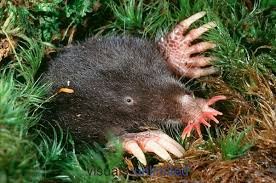 The Star nosed Mole - حيوانات نادرة أفضل 10 حيوانات فريدة ونادرة في العالم