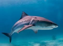 Tiger Shark - حيوانات خطيرة أكثر 10 حيوانات خطورة في المحيط