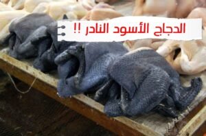 WhatsApp Image 2020 06 27 at 3.41.03 AM 300x198 - الدجاج الأسود النادر - اغلى انواع الدجاج
