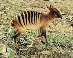 Zebra Duiker - حيوانات نادرة أفضل 10 حيوانات فريدة ونادرة في العالم