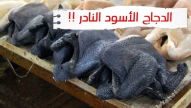 فوائد بيض الدجاج الأسود , دجاج اسود للبيع , سعر الدجاج الأسود في مصر , الدجاج الأسود الاندونيسي للبيع , دجاج لامبورغيني للبيع , سعر الدجاج الأسود في المغرب , بيض دجاج لامبورغيني , الدجاج الأسود في السعودية , سعر الدجاج الأسود , سعر الدجاج الأسود في المغرب , الدجاج الأسود في السعودية , سعر الدجاج الأسود في الجزائر , سعر بيض الدجاج الأسود , تربية الدجاج الأسود , الدجاج الأسود الاندونيسي للبيع , الدجاج الأسود ويكيبيديا , الدجاج الاسود , بيض الدجاج الاسود , الدجاج الأسود النادر , دجاج اسود , دجاج الاسود , دجاج اسود للبيع , سعر الدجاج الاسود , بيض الدجاج الأسود , لحم الدجاج الاسود , لحم دجاج اسود , بيض اسود دجاج , دجاج اسود اندونيسي , دجاج اندونيسي اسود , فوائد الدجاج الاسود , انواع الدجاج الاسود,الدجاج الاسود,الدجاج الأسود,الدجاج,الدجاج الاسود يوتيوب,الدجاج الاسود وفوائده,الدجاج الاسود الاندونيسي,سعر الدجاج الاسود,بيض الدجاج الاسود,ماهو الدجاج الاسود,الدجاج الاسود والسحر,الدجاج الاسود اغلى دجاج,الدجاج الاسود ويكيبيديا,الدجاج الاسود الاندونيسى,الدجاج الاسود للاغنياء فقط,أغلى انواع الدجاج فى العالم ( الدجاج الأسود ),الدجاج البلدي,ما هو الدجاج الأسود,كتكوت الدجاج الأسود,طريقة طبخ الدجاج الأسود,الدجاج الأسود للأغنياء,الدجاج الأسود الاندونيسي,الدجاج الاسود,الدجاج الاندونوسي الاسود النادر للاغنياء فقط,الدجاج الأسود للأغنياء,دجاج سبرايت الاسود النادر,سعر الدجاج الاسود,بيض الدجاج الاسود,الدجاج الاسود الاندونيسي,الدجاج الاسود في الصين,ماهو الدجاج الاسود,الدجاج الاسود اغلى دجاج,الدجاج الاسود فوائد,الدجاج الاسود يوتيوب,الدجاج الاسود وفوائده,الدجاج,الدجاج الحبشي,الدجاج الفريدة,وحش الدجاج,بيض النعام ضد بيض الدجاج,أجمل أنواع الدجاج,اندر انواع الدجاج,الطيور النادرة,اغرب انواع الدجاج في العالم