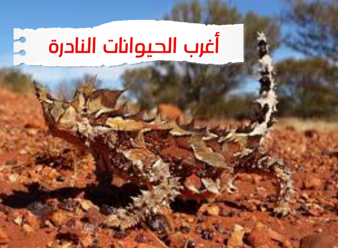 حيوانات نادرة