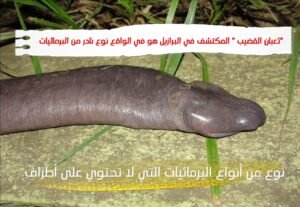 10 حيوانات غريبة الشكل ( حيوانات فريدة ) WhatsApp Image 2020 07 27 at 11.56.55 PM 300x207 - 10 حيوانات غريبة الشكل ( حيوانات فريدة )