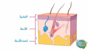 هو الجلد 1 300x169 - تقشر الجلد ماذا ستفعل إذا سقط جلدك؟