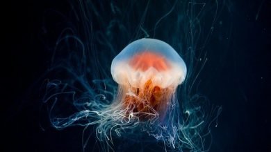 jellyfish gda19a156a 640 390x220 - أغرب ذكر حيوان عجائب وغرائب