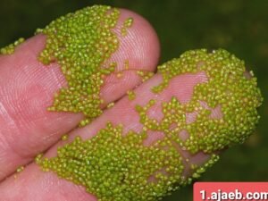 , مملح , الأكل المالح, الرجال , النساء ,الجاذبية  ,ماذا تحب النساء بالرجال , الحمل , الحامل , الأمهات العازبات , العزباء , الزواج , حب الشباب , علاج حب الشباب , لفيروس التاجي , اضطراب الأكل , اضطرابات الأكل , زيادة الوزن , مشاكل هضمية , الهضم , كورونا , الصحة , الغذاء , الدواء , العلاج , الأكل الزايد , تخفيف الأكل , علم النفس , أغرب الأدوات , أمازون , غريب ’ عجيب , غرائب و عجائب , أدوات غريبة , بيع على النت , أغرب أدوات , حول العالم اغرائب , غرائب حول العالم , غريب , حامل أكواب , كوب , ماغ, غليتر , بريق , أكل , طعام , غذاء , دهون , صحن , وعاء , لعبة ,  , ألعاب , جيم أوف ثرونز , غيم أوف ثرونز , تلوين , فيل , لحوم , لحم , قطاعة لحم , بالون, السجن, نباتات , نباتات غريبة , نباتات مثيرة , نباتات محرجة , نبات , طبيعة , Soyabean , soya , soybean , سماعة , نبات 