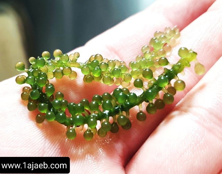 1 7 - مجموعة صور غير مطابقة للواقع الذي نعتقده بها