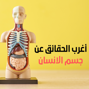 أغرب الحقائق عن جسم الانسان , هل الكبد المتليف يجدد نفسه , منشط للكبد , أنسجة الكبد , هل الكبد يصلح نفسه , هل الكبد ينمو , دواء لتجديد خلايا الكبد , عشبة تجدد خلايا الكبد , أغذية تجدد خلايا وانسجة الكبد المتليف , متلازمة عدم الشعور بالالم , مركز الألم في الدماغ , ضعف الشعور بالالم , عدم الإحساس بالالم في الجلد , سبب عدم الإحساس بالجرح , ضعف الشعور بالالم عند الأطفال , سبب فقدان الإحساس بالالم , نقص الإحساس بالالم , تحليل لعاب الفم , شرح اللعاب , فوائد اللعاب , الأطعمة التي تزيد إفراز اللعاب , فوائد اللعاب بين الزوجين , علاج زيادة اللعاب في الفم , علاج كثرة اللعاب في الفم , كيفية زيادة اللعاب في الفم , كم يزيد طول الإنسان في الشهر , كم يزيد الطول بعد البلوغ , كم سم يزيد الطول بعد أول دورة , هل يتغير طول الإنسان , كم يزيد الطول بعد عمر 16 سنة , كم يزيد طول الإنسان بعد البلوغ , كم يزيد طول الإنسان في السنة , كم يزيد الطول بعد عمر 17 سنة , أمراض الأمعاء الدقيقة , الامتصاص في الأمعاء الدقيقة , اضطرابات الأمعاء الدقيقة , الخملات في الأمعاء الدقيقة , الفرق بين الأمعاء الدقيقة والغليظة , امتصاص الغذاء في الأمعاء الدقيقة , الأمعاء الدقيقة بالانجليزي , وظيفة الصائم في الأمعاء الدقيقة , أغرب المعلومات عن جسم الإنسان , حقائق مرعبة عن الإنسان , حقائق غريبة عن الإنسان , حقائق عن جسم الإنسان , معلومات عن جسم الإنسان وصحته , معلومات مذهلة عن جسم الإنسان , معلومات عن أعضاء الجسم , معلومات غريبة لا يعرفها أحد , أغرب المعلومات عن جسم الإنسان , معلومات مخيفة عن الإنسان , حقائق مدهشة عن جسم الإنسان , معلومات طبية غريبة عن جسم الإنسان , حقائق غريبة عن الإنسان , معلومات عن أعضاء الجسم , هل تعلم عن جسم الإنسان , معلومات عن الأحياء في جسم الإنسان , جسم الانسان , جسم الإنسان جسم انسان , تفاصيل جسم الانسان , اعضاء جسم الانسان , درجة حرارة جسم الانسان الطبيعي , درجة حرارة جسم الانسان الطبيعية , أعضاء جسم الانسان , الاعضاء الجسم الانسان , درجة حرارة جسم الانسان , درجة الحرارة جسم الانسان , حرارة جسم الانسان الطبيعية , حراره الجسم الانسان الطبيعيه , الحرارة العادية لجسم الانسان , اعضاء الجسم , أعضاء الجسم الداخلي للانسان , جسم الإنسان واعضائه , خريطة جسم الإنسان , اجهزة جسم الانسان , جسم الإنسان من الداخل بالتفصيل , حرارة الجسم الطبيعية للانسان , الحرارة الطبيعية لجسم الانسان , اعضاء الانسان تركيب جسم الإنسان بالتفصيل , اجزاء جسم الانسان الأجهزة الداخلية لجسم الإنسان , كم لتر من الدم في جسم الانسان , الطحال في جسم الانسان , الجهاز الذي يتحكم في جميع اجهزة الجسم , شكل جسم الانسان , كم لتر دم في جسم الإنسان , درجة الحرارة الطبيعية لجسم الانسان , حرارة جسم الانسان , مما يتكون جسم الانسان , درجة حرارة الجسم الطبيعية للانسان , الاجهزة في جسم الانسان , اجهزة الانسان , الاعضاء الداخلية لجسم الانسان , كم عدد لترات الدم فى جسم الانسان , كم يحتوي جسم الانسان من الدم , علاج الكبد,الكبد,تنظيف الكبد,تجديد خلايا الكبد,تشمع الكبد,الكبد الدهني,تنظيف الكبد من السموم,التهاب الكبد,صحة الكبد,دهون الكبد,تجديد خلايا الكبد التالفة,انزيمات الكبد,تنظيف الكبد من الدهون,علاج دهون الكبد,تضخم الكبد,تليف الكبد,تشحم الكبد,يعطل الكبد,تجديد خلايا الجسم,تنقية الكبد,امراض الكبد,التهاب الكبد الوبائي,هبة ربانية لتحسين وظائف الكبد وتجديد خلاياه,الدهون على الكبد,ازالة دهون الكبد,للكبد,ينظف الكبد والجسم,مشروب تنظيف الكبد , قلب الإنسان,جسم الإنسان,حقائق عن جسم الإنسان باللغة العربية,الشعر,حقائق عن جسم الإنسان لإثراء المعرفة العامة,حقائق عن جسم الإنسان من الجانب المشرق,تشريح جسم الإنسان,معلومات عن جسم الإنسان,المخدرات وتأثيرها على جسم الانسان,حقائق رائعة عن جسم الإنسان,حقائق ممتعة عن جسم الإنسان,الالم,معلومات مدهشة عن جسم الإنسان,الإخوان,مخ,خطورة الإدمان,غسيل مخ,طرق مواجهة الإدمان,علاج ضمور المخ بالقران,العربية أونلاين,كهرباء المخ عند الاطفال,اعراض التهاب المخ , التهابات في الجسم,كيفية علاج سيلان اللعاب,جسم الانسان,اللعاب في الوسادة,كثرة اللعاب في الفم,موسوعة جسم الانسان,موسوعه جسم الانسان,الجسم المثالي,كثرة اللعاب في الفم اثناء الكلام,كثرة اللعاب في نهار رمضان,حقائق عن جسم الإنسان,اهمية شرب الماء للجسم,انظر ماذا يحدث في الجسم,علاج سيلان اللعاب,سيلان اللعاب,الغدة تحت اللسان,ماذا يدل اللعاب,كثرة اللعاب والغثيان,جفاف اللسان,كثرة سيلان اللعاب,علاج سيلان اللعاب أثناء النوم,كثرة اللعاب أثناء الصلاة , التهابات في الجسم,كيفية علاج سيلان اللعاب,اللعاب في الوسادة,كثرة اللعاب في الفم,الجسم المثالي,كثرة اللعاب في الفم اثناء الكلام,كثرة اللعاب في نهار رمضان,جسم الإنسان,مدة بقاء المخدرات في الجسم,اللعاب,حقائق عن جسم الإنسان,الغدد اللعابية,كيفية استخراج الطاقة الداخلية للانسان بالصور,انظر ماذا يحدث في الجسم,اللسان,علاج سيلان اللعاب,سيلان اللعاب,الانسان,الغدة تحت اللسان,ماذا يدل اللعاب,كثرة اللعاب والغثيان,جفاف اللسان,كثرة سيلان اللعاب , أسباب ضعف جسم الإنسان,احتباس الماء فى جسم الإنسان,الجسم,جسم الانسان,التهابات في الجسم,ما هي الاسباب قلة النشاط عند الانسان,صباح الشارقة,صباح العربية,اسباب فقدان الطاقة في الجسم,تمارين رياضية بسيطة لزيادة طول الجسم,صحة الانسان,يحتبس الماء فى الجسم,اسباب تعب الجسم المفاجئ,ما هي فوائد الخيار للجسم,ما الذي يسبب انخفاض الطاقة في الجسم,فائدة الماء للجسم,هذا ما يحدث للجسم عند التوقف عن تناول الخبز,فوائد الخيار للجسم,اشارات الجسم , الامعاء الدقيقة,التهاب الأمعاء,الأمعاء,الأمعاء الغليظة,الأمعاء الدقیقة,تعفن الامعاء الدقيقة,منظار الامعاء الدقيقة,التهاب الامعاء الدقيقة,غرغرينا الامعاء الدقيقة,زيادة البكتريا الضارة في الامعاء الدقيقة,الامعاء,الدقيقة,التهاب الأمعاء الحاد,انسداد الامعاء,التهاب الأمعاء المزمن,shoalakhbar كم طول الأمعاء الدقيقة في جسم الإنسان جسم الإنسان,علاج التهاب الأمعاء,الأحياء,التهاب الأمعاء وعلاجه,طرق علاج التهاب الأمعاء,التهاب الأمعاء عند الرضع,الامعاء الغليظة , جسم الانسان,جسم الإنسان,اعضاء جسم الانسان,حقائق عن جسم الإنسان,جسم الانسان من الداخل,جسم الإنسان للاطفال,جسم الانسان كرزة,تعلم جسم الانسان,تعليم جسم الانسان,رحلة داخل جسم الانسان,جسم الانسان للاطفال بالعربي,الانسان,اعضاء جسم الانسان بالعربية للاطفال,الإنسان,كرزة جسم الانسان,أغنية جسم الانسان,غرائب جسم الانسان,عجائب جسم الانسان,اغنية جسم الانسان,جسم الانان,تفاصيل جسم الانسان,رحلة في جسم الانسان,جسم الانسان للاطفال,أشهر عجائب جسم الانسان , حقائق عن جسم الإنسان,حقائق مذهلة,حقائق مذهلة عن جسم الإنسان,جسم الانسان,حقائق عن جسم الانسان,حقائق حول جسم الإنسان,حقائق رائعة عن جسم الإنسان,جسم الإنسان,حقائق ومعلومات عن جسم الانسان,حقائق,حقائق ممتعة عن جسم الإنسان,حقائق جنونية عن جسم الإنسان,أغرب 10 حقائق عن جسم الإنسان,حقائق مذهلة عن جسم الانسان,10 حقائق مذهلة عن جسم الإنسان,10 حقائق مذهلة لا تعرفها عن جسم الانسان,معلومات ثقافية عن جسم الانسان,معلومات عن جسم الانسان,معلومات طبية عن جسم الانسان , مخ الإنسان لا يشعر بالألم , كمية اللعاب في جسم الانسان , جسم الإنسان يزداد طوله كل صباح , الأمعاء الدقيقة , حقائق مذهلة عن جسم الانسان , جسم الانسان وأكثر المعلومات الغريبة التي قد تصادفها في حياتك