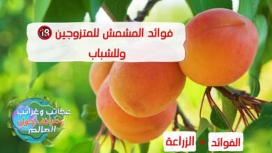 هل بذور المشمش سامة , تجربتي مع بذور المشمش , كيفية استعمال بذور المشمش , أضرار بذور المشمش , فوائد بذور المشمش للتنحيف , بذور المشمش جابر القحطاني , بذور المشمش ويكيبيديا , فوائد بذور المشمش للجنس , مين جرب بذور المشمش للسرطان , المشمش الفرنسي , المشمش الكلابي , مشمش عجمي , المشمش الحموي , المشمش المستكاوي , أفضل أنواع المشمش للزراعة , أنواع المشمش في سوريا , مشمش حموي ,فوائد الخيار,فوائد,فوائد زيت الزيتون,فوائد الموز,فوائد الثوم للجنس,فوائد الخضار,فوائد الخيار للجسم,فوائد الخيار للوجه,فوائد الخيار للبشرة,فوائد الخيار للرجيم,فوائد الفازلين,ما فوائد الخيار,فوائد الخيار للتخسيس,فوائد اكل الخيار,فوائد الخيار قبل النوم,فوائد اكل الخيار للقلب,فوائد الثوم الذكر,ما هي فوائد الخيار,ما هي فوائد الخيار للجسم,فوائد اكل الخيار للبشره,فوائد اكل الخيار للسكري,فوائد الخيار يوميا,فوائد اكل الخيار للتخسيس , المشمش اليابس , أضرار المشمش المجفف , المشمش المجفف للرجيم , فوائد المشمش المجفف للقولون , كم حبة مشمش مجفف في اليوم , اسم المشمش المجفف , فوائد المشمش المجفف للحمل , فوائد المشمش المجفف للجنس , منقوع المشمش المجفف , أضرار المشمش للرجال , بذور المشمش , فوائد المشمش للمرأة , شجرة المشمش , فوائد وأضرار المشمش , فيتامينات المشمش , فوائد المشمش للرجال , المشمش للحامل , فوائد المشمش المجفف على الريق , فوائد المشمش للهرمونات , فوائد المشمش قبل النوم , فوائد المشمش المجفف للمراة , فوائد المشمش المجفف للقولون , فوائد التين المجفف مع زيت الزيتون للجنس , المشمش والانتصاب , كم حبة مشمش مجفف في اليوم , المشمش المجفف للحامل في الاشهر الأولى , أضرار أكل المشمش للحامل , بذور المشمش للحامل , أضرار المشمش المجفف , هل التين المجفف يسبب الإجهاض , هل المشمش مضر للحامل في الشهور الأولى , التين المجفف للحامل , عالم حواء كم حبة مشمش مجفف في اليوم , المشمش المجفف للرجيم , أضرار المشمش المجفف , المشمش المجفف للحامل , فوائد المشمش المجفف للقولون , اسم المشمش المجفف , كم حبة مشمش مجفف في اليوم , فوائد المشمش المجفف للجنس , طريقة استخدام المشمش المجفف , فوائد بذور المشمش للجنس , أضرار المشمش لمرضى السكر , أضرار المشمش على الكلى , أضرار بذور المشمش , كم حبة مشمش في اليوم , فوائد المشمش قبل النوم , أضرار المشمش للحامل , فوائد ورق المشمش , أضرار المشمش للرجال , أضرار المشمش على الكلى , أضرار المشمش لمرضى السكر , أضرار المشمشية , اضرار المشمش على القولون , أضرار المشمش المدود , ما أضرار المشمش المجفف , كم حبة مشمش في اليوم , أنواع أشجار المشمش , أنواع المشمش في سوريا , كم تنتج شجرة المشمش , أنواع المشمش في الشام , زراعة المشمش pdf , شجرة المشمش لا تثمر , مشاكل زراعة المشمش , المشمش الفرنسي , زراعة المشمش pdf , مشاكل زراعة المشمش , زراعة المشمش بالعقل , أفضل أنواع المشمش للزراعة , زراعة المشمش في مصر , متى تثمر شجرة المشمش , زراعة المشمش في سوريا , زراعة المشمش في الأراضي الصحراوية , المشمش والانتصاب , فوائد المشمش على الريق , فوائد المشمش قبل النوم , كيفية استعمال بذور المشمش , فوائد المشمش للهرمونات , فوائد المشمش المجفف على الريق , فوائد بذور المشمش , فوائد أكل المشمش , فوائد المشمش قبل النوم , المشمش والانتصاب , فوائد المشمش للهرمونات , فوائد المشمش المجفف على الريق , فوائد بذور المشمش للسكري , أضرار المشمش على الكلى , أضرار المشمش المجفف , كيفية استعمال بذور المشمش , فوائد المشمش قبل النوم , فوائد المشمش للهرمونات , فوائد بذور المشمش للجنس , فوائد المشمش لمرضى السكري , فوائد المشمش للكبد , فوائد المشمش للبشرة , فوائد المشمش للقولون , فوائد المشمش للرجال , فوائد المشمش للمرأة , فوائد المشمش المجفف للدوره الشهرية , فوائد المشمش المجفف للجنس , فوائد المشمش المجفف للرجيم , فوائد المشمش المجفف للحمل , فوائد المشمش المجفف للكبد , فوائد المشمش للكلى , فوائد المشمش المجفف لزيادة الوزن , فوائد المشمش للهرمونات , فوائد المشمش قبل النوم , فوائد بذور المشمش , فوائد المشمش للمرأة , المشمش والانتصاب , فوائد المشمش المجفف للمراة , فوائد المشمش للكبد , كيفية استعمال بذور المشمش , فوائد المشمش للرجال , فوائد المشمش قبل النوم , فوائد المشمش للقولون , فوائد المشمش للمرأة , فوائد المشمش للكبد , فوائد المشمش المجفف على الريق , فوائد بذور المشمش للجنس , أضرار المشمش للرجال , فوائد المشمش,فوائد المشمش للحامل,فوائد المشمش المجفف للجنس,فوائد التين للجنس,فوائد,فوائد المشمش للرجيم,فوائد المشمش للبشرة,فوائد المشمش للجنس,فوائد الخوخ للجنس,فوائد المشمش المجفف,فوائد المشمش المجفف للقلب,فوائد المشمش المجفف للرجيم,فوائد المشمش المجفف للحامل,المشمش,فوائد التين,فوائد المشمش للوجه,فوائد المشمش ال,فوائد المشمش المجفف للحامل فوائد المشمش المجفف للجنس,فوائد الكمأة للجنس,فوائد المشمشية,فوائد المشمش المجفف للضغط,فوائد الخوخ والمشمش ,فوائد المشمش للحامل,فوائد المشمش المجفف للرجيم,فوائد المشمش المجفف للقلب,فوائد,فوائد التين,المشمش المجفف وفوائده,فوائد التين المجفف,تعرف على فوائد المشمش المجفف لصحتك,فائدة المشمش المجفف,ما فائدة المشمش المجفف,فوائد التين للمعده,للمتزوجين فقط,المشمش المجفف والرجيم,فوائد التين للجنس,فوائد التين للشعر,فوائد الجوز للرجيم,فوائد التين للحامل,فوائد الجوز للتسمين,فوائد البطيخ للمعدة,فوائد الفازلين,ما هي فوائد التين,المشمش المجفف والسكري,فوائد العسل , فوائد المشمش,المشمش,فوائد المشمش للضغط,فوائد المشمش للحامل,فوائد,فوائد المشمش الصحية,فوائد المشمش في علاج,فوائد المشمش للامساك,فوائد اكل المشمش,فوائد المشمش للربو,فوائد المشمش للكبد,فوائد المشمش للرجيم,فوائد المشمش للبشرة,فوائد المشمش للسرطان,ما هي فوائد المشمش,فوائد المشمش للجلد,فوائد المشمش للكلى,فوائد المشمش للصحة,فوائد المشمش للسعال,فوائد المشمش للبلغم,فوائد بذور المشمش,فوائد المشمش الطبية للانسان,فائدة المشمش,فوائد المشمش للعيون , زراعة المشمش,طريقة زراعة المشمش,كيفية زراعة المشمش,زراعة المشمش من البذور,كيفية زراعة المشمش من البذور,زراعة,موعد زراعة المشمش,ميعاد زراعة المشمش,زراعة الخوخ,شجرة المشمش,زراعة المشمش،,زراعة الدراق,زراعة المشمش بالعقل,زراعة المشمش بالصور,الزراعة المنزلية,طريقة زراعة شجرة المشمش,تقليم المشمش,زراعة المشمش في البلكونة,بذور المشمش,زراعة الاسطح,زراعة الموز,زرع المشمش,المشمش,زراعة الخوخ من البذرة,شتلة المشمش,زراعة البرقوق,زراعة الاشجار ,المشمش,بذور المشمش,شجرة المشمش,عصير المشمش,فوائد المشمش للحامل,فوائد المشمش,تقليم المشمش,فوائد بذور المشمش,فوائد المشمش للضغط,فوائد المشمش للربو,فوائد المشمش في علاج,مربى المشمش,فوائد المشمش للامساك,زراعة المشمش,المشمش المجفف,فوائد المشمش الطبية للانسان,المشمش على الريق,فوائد اكل المشمش,فوائد عصير المشمش,اسباب تناول المشمش,فوائد المشمش للجلد,طريقة زراعة المشمش,عصير المشمش الطازج,عصير المشمش المجفف,فوائد المشمش الصحية,فوائد المشمش للسعال