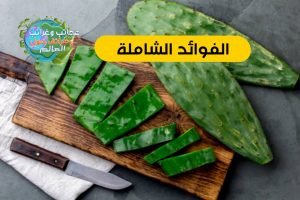 تين شوكي , فاكهة التين الشوكي , تين شوكى , فوائد زيت التين الشوكي للجنس , التين الهندي , التين الشوكي , عسل التين الشوكي , فوائد التين الشوكي , ما فوائد التين الشوكي , فوائد البرشومي , كيفية تقشير التين الشوكي البرشومي , فوائد التين الشوكي للجنس , فوائد التين البرشومي , السعرات الحرارية في التين الشوكي , سعرات التين الشوكي , خل التين الشوكي , صبير التين الهندي , فوائد التين الشوكي للحامل , الصبار الشوكي , كرموس الهندي , الكرموس الهندي , التين الشوكي للحامل , فوائد خل التين الشوكي , فوائد أوراق التين الشوكي للمفاصل , اضرار التين الشوكي , هل التين الشوكي يزيد الوزن , فاكهة البرشومي , فوائد التين الشوكي للتخسيس , الهندي الشوكي , فوائد التين الشوكي الأحمر , فوائد تين شوكي , التين الشوكي الاحمر , هل التين الشوكي يرفع السكر , القيمة الغذائية للتين الشوكي , عصير التين الشوكي , فوائد البرشومي للرجل , فوائد التين الشوكي لمرضى السكر , التين الشوكي والدايت , فائدة التين الشوكي , انواع التين الشوكي , تين الصبار , فوائد تين الصبار , ما هي فوائد التين الشوكي , فوائد البرشومي الشوكي , التين الشوكي والسكري , فوائد التين الشوكي للقولون , فوائد واضرار التين الشوكي , فوائد التين الشوكي للمعدة , صور التين الشوكي , فوائد زهرة التين الشوكي , فوائد الهندي الشوكي البرشومي للحامل , التين الشوكي , فوائد التين الشوكي والرجيم , طريقة تقشير التين الشوكي , فوائد الصبار الشوكي , هل التين الشوكي يسبب الاجهاض , فوائد الكرموس الهندي , كم سعرة حرارية في التين الشوكي , رجيم التين الشوكي للتخسيس , السعرات الحرارية للتين الشوكى , فوائد عصير التين الشوكي , كم سعر حراري في التين الشوكي , عدد السعرات الحرارية في التين الشوكي , الشوك الهندي , فوائد صبار التين الشوكي , تين شوكي احمر , ماهو البرشومي , زهرة التين الشوكي , فوائد التين الهندي , خل التين الشوكي للتخسيس , منافع التين الشوكي , فوائد اوراق التين الشوكي , ما هو التين الشوكي , فوائد ورق التين الشوكي , فوائد اكل التين الشوكي , شكل التين الشوكي , فوائد أكل ورق التين الشوكي , طريقة تقشير البرشومي , التين الشوكي ويكيبيديا , فوائد عسل التين الشوكي , مربى التين الشوكي , نسبة السكر في التين الشوكي البرشومي الاحمر , اوراق التين الشوكي , ما فائدة التين الشوكي , فوائد التين البرشومي للرجيم , فوائد زهرة التين الشوكي للتنحيف , مكونات التين الشوكي , فوائد شجرة التين الشوكي , التين الشوكي والامساك , السعرات الحرارية في البرشومي , هل التين الشوكى بيتخن , التين الشوكي لمرضى السكر , فوائد التين الشوكي لمرضى السكري , التين الشوكي للرجيم , تين البرشومي , فواءد التين الشوكى , زيت التين الشوكي للحامل , التين الشوكي والامساك , معلومات عن التين الشوكي , أضرار التين الشوكي لمرضى السكر, أضرار التين الشوكي للحامل, أضرار التين الشوكي على الكلى , أضرار التين الشوكي للقولون,فوائد التين الشوكي للجنس , فوائد التين الشوكي للنساء , فوائد التين الشوكي للمرأة , فوائد التين الشوكي للبشره , فوائد التين الشوكي للبشرةِ , فوائد التين الشوكي للعضو الذكري , فوائد التين الشوكي الأحمر , فوائد التين الشوكي للمعدة,التين الشوكي,زيت بذور التين الشوكي,فوائد التين الشوكي,اضرار التين الشوكي,زيت التين الشوكي,بذور التين الشوكي,فوائد التين الشوكي الاحمر,فوائد التين الشوكي للبشرة,زراعة التين الشوكي من البذور,التين,كيفية زراعة التين الشوكي من البذور,الشوكي,صبار التين الشوكي,ثمار التين الشوكي,تقشير التين الشوكي,زراعة التين الشوكي,قناع التين الشوكي,فوائد اوراق التين الشوكي,أنواع التين الشوكي,التين الشوكي للشعر,التين الشوكي للوجه,وقت زراعة التين الشوكي,تقشير التين الشوكي,التين الشوكي,طريقة تقشير التين الشوكي,طريقة تقشير التين الشوكي دووون لمسه باحترافية,فوائد التين الشوكي,طريقة تقشير التين الشوكي بسهولهⓜ,طريقة تقشير التين الشوكى + فوائده cactus fruit,طريقة تقشير التين الشوكي بسهولة دون لمسه,كيفية تقشير التين الشوكي,كيفية تنظيف و تقشير التين الشوكي ( الهندية),انواع التين الشوكي,اسهل طريقة لتقشير التين الشوكى بدون معاناة مع الشوك + فوائده,طريقه تقشير التين الشوكي,تقشير التين الشوكى في البيت بكل سهولة,التين الشوكي,فوائد التين الشوكي,فوائد التين الشوكي الاحمر,فوائد التين الشوكي للبشرة,فوائد اوراق التين الشوكي,اضرار التين الشوكي,تقشير التين الشوكي,التين الشوكي للشعر,ما فوائد التين الشوكى,التين الشوكي يزيد الوزن,زيت التين الشوكي,ثمار التين الشوكي,التين الشوكي للوجه,التين الشوكى,أكلت التين الشوكي,التين الشوكي في مصر,التين,كبسولات التين الشوكي,انواع التين الشوكي,التين الشوكي للبشرة,التين الشوكي للحامل,التين الشوكي والرجيم,كيف تزرع التين الشوكي,اسباب تشقق ثمرة التين,زراعة التين من البذور,زراعة التين,ري شجرة التين في الصيف,تسريع نمو شجرة التين,التين اليابس,التين البرشومي,كيفية العناية بشجرة التين,فاكهة العنب,العناية بشجرة التين,زراعة التين من العقل,المناخ المناسب لزراعة التين,التين المجفف,التجزير الهوائي لشجرة التين,التين المجفف للامساك,تجفيف التين في,ري التين بالصيف,زراعة شجرة التين من العقل,وصفة التين والثوم,زراعة التين من العقل بسهولة,اكلت التين,السماد المستخدم لشجرة التين,البوتاسيوم,نقص البوتاسيوم,فوائد البوتاسيوم,اعراض نقص البوتاسيوم,فوائد البوتاسيوم للنبات,أعراض نقص البوتاسيوم,نقص البوتاسيوم في الجسم,ماهي فوائد البوتاسيوم,فوائد البوتاسيوم للجسم,فوائد البوتاسيوم للجنس,فوائد البوتاسيوم للشعر,فوائد عنصر البوتاسيوم,فوائد البوتاسيوم للحوامل,فوائد البوتاسيوم للاطفال,فوائد البوتاسيوم للتخسيس,فوائد البوتاسيوم للجسم بحث,فوائد البوتاسيوم واين يوجد,بوتاسيوم,اعراض نقص البوتاسيوم في الجسم,فوائد البوتاسيوم للجسم والشعر,فوائد المغنيسيوم,المغنيسيوم,نقص المغنيسيوم,فوائد المغنيسيوم للحامل,اعراض نقص المغنيسيوم,فوائد المغنيسيوم للجسم,فوائد المغنيسيوم في الجسم,المغنيسيوم وفوائده,فوائد المغنيسيوم للشعر,مغنيسيوم,المغنيسيوم والقلق,المغنيسيوم والاعصاب,المغنيسيوم وفوائده للجسم,المغنيسيوم والشعر,المغنيسيوم والوزن,أهمية المغنيسيوم,المغنيسيوم في الجسم,المغنيسيوم للعضلات,المغنيسيوم للتنحيف,علاج نقص المغنيسيوم,فوائد المغنيسيوم#,علامات نقص المغنيسيوم,فوائد المغنيسيوم للجسم#,فيتامين سي,فوائد فيتامين سي,فوائد فيتامين سي للبشرة,سيروم فيتامين سي,فيتامين سي فوار,حبوب فيتامين سي,فيتامين c,فيتامين سي للبشرة,فيتامين ج,فيتامين,مصادر فيتامين سي,فيتامين سي للمناعة,فائدة فيتامين س,اعراض نقص فيتامين سي,فوائد فيتامين c,فيتامين c فوائده,فيتامين c فوار,قناع فيتامين سي,فيتامين سي للوجه,فوائد فوار فيتامين سي,فوائد فيتامين سي للشعر,فوائد بلع فيتامين سي,فوائد فيتامين سي للبشره,فيتامين سي وفوائده,فوائد فيتامين سي للاطفال,التين الشوكي,فوائد التين الشوكي,اضرار التين الشوكي,فوائد التين الشوكي الاحمر,فوائد التين الشوكي للبشرة,فوائد اوراق التين الشوكي,زيت التين الشوكي,التين,ما فوائد التين الشوكى,التين الشوكي يزيد الوزن,التين الشوكى,فوائد التين,التين الشوكي للشعر,التين الشوكي في مصر,ثمار التين الشوكي,أكلت التين الشوكي,التين الشوكي للوجه,فائدة التين الشوكي,التين الشوكي الاحمر,التين الشوكي للبشرة,التين الشوكي والرجيم,اضرار التين الشوكي،,ما هي فوائد التين الشوكي,فوائد التين الشوكي,التين الشوكي,فوائد التين الشوكي الاحمر,فوائد التين,فوائد اوراق التين الشوكي,اضرار التين الشوكي,فوائد التين الشوكي للبشرة,فوائد التين الشوكي لمرضى السكر,فوائد التين الشوكي للرجال,فوائد التين الشوكي للجنس,فوائد التين الشوكي للشعر,فوائد التين الشوكي للحامل,فوائد التين الشوكي للنساء,فوائد التين الشوكي للقولون,ما فوائد التين الشوكى,زيت التين الشوكي,فوائد ورق التين للشعر,فوائد ورق التين للرحم,فواد التين الشوكي,فوائد التين الشوكي,التين الشوكي,فوائد التين الشوكي للبشرة,فوائد التين الشوكي الاحمر,فوائد التين الشوكي للشعر,فوائد اوراق التين الشوكي,فوائد التين,فوائد التين الشوكي للجنس,فوائد التين الشوكي للحامل,زيت التين الشوكي,ما فوائد التين الشوكى,اضرار التين الشوكي,فائدة التين الشوكي,فوائد التين الشوكي لمرضى السكر,ما هي فوائد التين الشوكي,ما فوائد التين,ماهي فوائد التين,فوائد ثمرة التين,فوائد التين الشوكي للوجه,فوائد التين الشوكي للرجال,فوائد التين الشوكي,التين الشوكي,فوائد التين الشوكي الاحمر,فوائد التين الشوكي للبشرة,فوائد التين الشوكي للجنس,فوائد التين الشوكي للشعر,فوائد اوراق التين الشوكي,فوائد التين الشوكي للنساء,اضرار التين الشوكي,فوائد التين الشوكي للرجال,فوائد التين,فوائد التين الشوكي للحامل,ما هي فوائد التين الشوكي,فائدة التين الشوكي,زيت التين الشوكي,فوائد زيت التين الشوكي,فوائد التين الشوكي لمرضى السكر,ما فوائد التين الشوكى,التين الشوكي للشعر,التين الشوكى,التين,فوائد التين الشوكي,فوائد التين الشوكي للجنس,فوائد التين الشوكي للبشرة,فوائد التين الشوكي الاحمر,التين الشوكي,فوائد التين الشوكي للحامل,فوائد التين الشوكي للشعر,فوائد اوراق التين الشوكي,فوائد التين,فوائد التين الشوكي للوجه,اضرار التين الشوكي,ما فوائد التين الشوكى,فوائد التين الشوكي للنساء,فوائد التين الشوكي للرجال,ماهي فوائد التين الشوكي,فوائد التين الشوكي واضراره,فوائد التين الشوكي لمرضى السكر,ما هي فوائد التين الشوكي,فوائد التين الشوكى للجنس,فوائد التين الشوكي,التين الشوكي,فوائد التين الشوكي الاحمر,فوائد التين الشوكي للبشرة,فوائد التين الشوكي للشعر,فوائد اوراق التين الشوكي,فوائد التين الشوكي للجنس,فوائد التين الشوكي للحامل,فوائد التين,ما فوائد التين الشوكى,فوائد التين الشوكي للنساء,فوائد التين الشوكي للرجال,اضرار التين الشوكي,فوائد التين الشوكي لمرضى السكر,التين,التين الشوكي يزيد الوزن,التين الشوكى,ما هي فوائد التين الشوكي,فوائد التين الشوكي للوجه,فوائد التين الشوكي للقلب , فوائد التين الشوكي,التين الشوكي,فوائد التين الشوكي الاحمر,فوائد التين الشوكي للبشرة,فوائد التين الشوكي للشعر,فوائد اوراق التين الشوكي,فوائد التين الشوكي للجنس,فوائد التين,فوائد التين الشوكي للحامل,ما فوائد التين الشوكى,فوائد التين الشوكي للنساء,فوائد التين الشوكي للرجال,اضرار التين الشوكي,فوائد التين الشوكي لمرضى السكر,التين,التين الشوكي يزيد الوزن,التين الشوكى,ما هي فوائد التين الشوكي,فوائد التين الشوكي للوجه,فوائد التين الشوكي للقلب