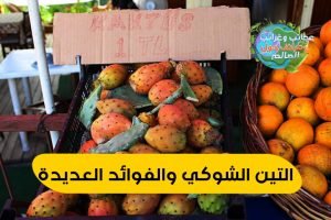 تين شوكي , فاكهة التين الشوكي , تين شوكى , فوائد زيت التين الشوكي للجنس , التين الهندي , التين الشوكي , عسل التين الشوكي , فوائد التين الشوكي , ما فوائد التين الشوكي , فوائد البرشومي , كيفية تقشير التين الشوكي البرشومي , فوائد التين الشوكي للجنس , فوائد التين البرشومي , السعرات الحرارية في التين الشوكي , سعرات التين الشوكي , خل التين الشوكي , صبير التين الهندي , فوائد التين الشوكي للحامل , الصبار الشوكي , كرموس الهندي , الكرموس الهندي , التين الشوكي للحامل , فوائد خل التين الشوكي , فوائد أوراق التين الشوكي للمفاصل , اضرار التين الشوكي , هل التين الشوكي يزيد الوزن , فاكهة البرشومي , فوائد التين الشوكي للتخسيس , الهندي الشوكي , فوائد التين الشوكي الأحمر , فوائد تين شوكي , التين الشوكي الاحمر , هل التين الشوكي يرفع السكر , القيمة الغذائية للتين الشوكي , عصير التين الشوكي , فوائد البرشومي للرجل , فوائد التين الشوكي لمرضى السكر , التين الشوكي والدايت , فائدة التين الشوكي , انواع التين الشوكي , تين الصبار , فوائد تين الصبار , ما هي فوائد التين الشوكي , فوائد البرشومي الشوكي , التين الشوكي والسكري , فوائد التين الشوكي للقولون , فوائد واضرار التين الشوكي , فوائد التين الشوكي للمعدة , صور التين الشوكي , فوائد زهرة التين الشوكي , فوائد الهندي الشوكي البرشومي للحامل , التين الشوكي , فوائد التين الشوكي والرجيم , طريقة تقشير التين الشوكي , فوائد الصبار الشوكي , هل التين الشوكي يسبب الاجهاض , فوائد الكرموس الهندي , كم سعرة حرارية في التين الشوكي , رجيم التين الشوكي للتخسيس , السعرات الحرارية للتين الشوكى , فوائد عصير التين الشوكي , كم سعر حراري في التين الشوكي , عدد السعرات الحرارية في التين الشوكي , الشوك الهندي , فوائد صبار التين الشوكي , تين شوكي احمر , ماهو البرشومي , زهرة التين الشوكي , فوائد التين الهندي , خل التين الشوكي للتخسيس , منافع التين الشوكي , فوائد اوراق التين الشوكي , ما هو التين الشوكي , فوائد ورق التين الشوكي , فوائد اكل التين الشوكي , شكل التين الشوكي , فوائد أكل ورق التين الشوكي , طريقة تقشير البرشومي , التين الشوكي ويكيبيديا , فوائد عسل التين الشوكي , مربى التين الشوكي , نسبة السكر في التين الشوكي البرشومي الاحمر , اوراق التين الشوكي , ما فائدة التين الشوكي , فوائد التين البرشومي للرجيم , فوائد زهرة التين الشوكي للتنحيف , مكونات التين الشوكي , فوائد شجرة التين الشوكي , التين الشوكي والامساك , السعرات الحرارية في البرشومي , هل التين الشوكى بيتخن , التين الشوكي لمرضى السكر , فوائد التين الشوكي لمرضى السكري , التين الشوكي للرجيم , تين البرشومي , فواءد التين الشوكى , زيت التين الشوكي للحامل , التين الشوكي والامساك , معلومات عن التين الشوكي , أضرار التين الشوكي لمرضى السكر, أضرار التين الشوكي للحامل, أضرار التين الشوكي على الكلى , أضرار التين الشوكي للقولون,فوائد التين الشوكي للجنس , فوائد التين الشوكي للنساء , فوائد التين الشوكي للمرأة , فوائد التين الشوكي للبشره , فوائد التين الشوكي للبشرةِ , فوائد التين الشوكي للعضو الذكري , فوائد التين الشوكي الأحمر , فوائد التين الشوكي للمعدة,التين الشوكي,زيت بذور التين الشوكي,فوائد التين الشوكي,اضرار التين الشوكي,زيت التين الشوكي,بذور التين الشوكي,فوائد التين الشوكي الاحمر,فوائد التين الشوكي للبشرة,زراعة التين الشوكي من البذور,التين,كيفية زراعة التين الشوكي من البذور,الشوكي,صبار التين الشوكي,ثمار التين الشوكي,تقشير التين الشوكي,زراعة التين الشوكي,قناع التين الشوكي,فوائد اوراق التين الشوكي,أنواع التين الشوكي,التين الشوكي للشعر,التين الشوكي للوجه,وقت زراعة التين الشوكي,تقشير التين الشوكي,التين الشوكي,طريقة تقشير التين الشوكي,طريقة تقشير التين الشوكي دووون لمسه باحترافية,فوائد التين الشوكي,طريقة تقشير التين الشوكي بسهولهⓜ,طريقة تقشير التين الشوكى + فوائده cactus fruit,طريقة تقشير التين الشوكي بسهولة دون لمسه,كيفية تقشير التين الشوكي,كيفية تنظيف و تقشير التين الشوكي ( الهندية),انواع التين الشوكي,اسهل طريقة لتقشير التين الشوكى بدون معاناة مع الشوك + فوائده,طريقه تقشير التين الشوكي,تقشير التين الشوكى في البيت بكل سهولة,التين الشوكي,فوائد التين الشوكي,فوائد التين الشوكي الاحمر,فوائد التين الشوكي للبشرة,فوائد اوراق التين الشوكي,اضرار التين الشوكي,تقشير التين الشوكي,التين الشوكي للشعر,ما فوائد التين الشوكى,التين الشوكي يزيد الوزن,زيت التين الشوكي,ثمار التين الشوكي,التين الشوكي للوجه,التين الشوكى,أكلت التين الشوكي,التين الشوكي في مصر,التين,كبسولات التين الشوكي,انواع التين الشوكي,التين الشوكي للبشرة,التين الشوكي للحامل,التين الشوكي والرجيم,كيف تزرع التين الشوكي,اسباب تشقق ثمرة التين,زراعة التين من البذور,زراعة التين,ري شجرة التين في الصيف,تسريع نمو شجرة التين,التين اليابس,التين البرشومي,كيفية العناية بشجرة التين,فاكهة العنب,العناية بشجرة التين,زراعة التين من العقل,المناخ المناسب لزراعة التين,التين المجفف,التجزير الهوائي لشجرة التين,التين المجفف للامساك,تجفيف التين في,ري التين بالصيف,زراعة شجرة التين من العقل,وصفة التين والثوم,زراعة التين من العقل بسهولة,اكلت التين,السماد المستخدم لشجرة التين,البوتاسيوم,نقص البوتاسيوم,فوائد البوتاسيوم,اعراض نقص البوتاسيوم,فوائد البوتاسيوم للنبات,أعراض نقص البوتاسيوم,نقص البوتاسيوم في الجسم,ماهي فوائد البوتاسيوم,فوائد البوتاسيوم للجسم,فوائد البوتاسيوم للجنس,فوائد البوتاسيوم للشعر,فوائد عنصر البوتاسيوم,فوائد البوتاسيوم للحوامل,فوائد البوتاسيوم للاطفال,فوائد البوتاسيوم للتخسيس,فوائد البوتاسيوم للجسم بحث,فوائد البوتاسيوم واين يوجد,بوتاسيوم,اعراض نقص البوتاسيوم في الجسم,فوائد البوتاسيوم للجسم والشعر,فوائد المغنيسيوم,المغنيسيوم,نقص المغنيسيوم,فوائد المغنيسيوم للحامل,اعراض نقص المغنيسيوم,فوائد المغنيسيوم للجسم,فوائد المغنيسيوم في الجسم,المغنيسيوم وفوائده,فوائد المغنيسيوم للشعر,مغنيسيوم,المغنيسيوم والقلق,المغنيسيوم والاعصاب,المغنيسيوم وفوائده للجسم,المغنيسيوم والشعر,المغنيسيوم والوزن,أهمية المغنيسيوم,المغنيسيوم في الجسم,المغنيسيوم للعضلات,المغنيسيوم للتنحيف,علاج نقص المغنيسيوم,فوائد المغنيسيوم#,علامات نقص المغنيسيوم,فوائد المغنيسيوم للجسم#,فيتامين سي,فوائد فيتامين سي,فوائد فيتامين سي للبشرة,سيروم فيتامين سي,فيتامين سي فوار,حبوب فيتامين سي,فيتامين c,فيتامين سي للبشرة,فيتامين ج,فيتامين,مصادر فيتامين سي,فيتامين سي للمناعة,فائدة فيتامين س,اعراض نقص فيتامين سي,فوائد فيتامين c,فيتامين c فوائده,فيتامين c فوار,قناع فيتامين سي,فيتامين سي للوجه,فوائد فوار فيتامين سي,فوائد فيتامين سي للشعر,فوائد بلع فيتامين سي,فوائد فيتامين سي للبشره,فيتامين سي وفوائده,فوائد فيتامين سي للاطفال,التين الشوكي,فوائد التين الشوكي,اضرار التين الشوكي,فوائد التين الشوكي الاحمر,فوائد التين الشوكي للبشرة,فوائد اوراق التين الشوكي,زيت التين الشوكي,التين,ما فوائد التين الشوكى,التين الشوكي يزيد الوزن,التين الشوكى,فوائد التين,التين الشوكي للشعر,التين الشوكي في مصر,ثمار التين الشوكي,أكلت التين الشوكي,التين الشوكي للوجه,فائدة التين الشوكي,التين الشوكي الاحمر,التين الشوكي للبشرة,التين الشوكي والرجيم,اضرار التين الشوكي،,ما هي فوائد التين الشوكي,فوائد التين الشوكي,التين الشوكي,فوائد التين الشوكي الاحمر,فوائد التين,فوائد اوراق التين الشوكي,اضرار التين الشوكي,فوائد التين الشوكي للبشرة,فوائد التين الشوكي لمرضى السكر,فوائد التين الشوكي للرجال,فوائد التين الشوكي للجنس,فوائد التين الشوكي للشعر,فوائد التين الشوكي للحامل,فوائد التين الشوكي للنساء,فوائد التين الشوكي للقولون,ما فوائد التين الشوكى,زيت التين الشوكي,فوائد ورق التين للشعر,فوائد ورق التين للرحم,فواد التين الشوكي,فوائد التين الشوكي,التين الشوكي,فوائد التين الشوكي للبشرة,فوائد التين الشوكي الاحمر,فوائد التين الشوكي للشعر,فوائد اوراق التين الشوكي,فوائد التين,فوائد التين الشوكي للجنس,فوائد التين الشوكي للحامل,زيت التين الشوكي,ما فوائد التين الشوكى,اضرار التين الشوكي,فائدة التين الشوكي,فوائد التين الشوكي لمرضى السكر,ما هي فوائد التين الشوكي,ما فوائد التين,ماهي فوائد التين,فوائد ثمرة التين,فوائد التين الشوكي للوجه,فوائد التين الشوكي للرجال,فوائد التين الشوكي,التين الشوكي,فوائد التين الشوكي الاحمر,فوائد التين الشوكي للبشرة,فوائد التين الشوكي للجنس,فوائد التين الشوكي للشعر,فوائد اوراق التين الشوكي,فوائد التين الشوكي للنساء,اضرار التين الشوكي,فوائد التين الشوكي للرجال,فوائد التين,فوائد التين الشوكي للحامل,ما هي فوائد التين الشوكي,فائدة التين الشوكي,زيت التين الشوكي,فوائد زيت التين الشوكي,فوائد التين الشوكي لمرضى السكر,ما فوائد التين الشوكى,التين الشوكي للشعر,التين الشوكى,التين,فوائد التين الشوكي,فوائد التين الشوكي للجنس,فوائد التين الشوكي للبشرة,فوائد التين الشوكي الاحمر,التين الشوكي,فوائد التين الشوكي للحامل,فوائد التين الشوكي للشعر,فوائد اوراق التين الشوكي,فوائد التين,فوائد التين الشوكي للوجه,اضرار التين الشوكي,ما فوائد التين الشوكى,فوائد التين الشوكي للنساء,فوائد التين الشوكي للرجال,ماهي فوائد التين الشوكي,فوائد التين الشوكي واضراره,فوائد التين الشوكي لمرضى السكر,ما هي فوائد التين الشوكي,فوائد التين الشوكى للجنس,فوائد التين الشوكي,التين الشوكي,فوائد التين الشوكي الاحمر,فوائد التين الشوكي للبشرة,فوائد التين الشوكي للشعر,فوائد اوراق التين الشوكي,فوائد التين الشوكي للجنس,فوائد التين الشوكي للحامل,فوائد التين,ما فوائد التين الشوكى,فوائد التين الشوكي للنساء,فوائد التين الشوكي للرجال,اضرار التين الشوكي,فوائد التين الشوكي لمرضى السكر,التين,التين الشوكي يزيد الوزن,التين الشوكى,ما هي فوائد التين الشوكي,فوائد التين الشوكي للوجه,فوائد التين الشوكي للقلب , فوائد التين الشوكي,التين الشوكي,فوائد التين الشوكي الاحمر,فوائد التين الشوكي للبشرة,فوائد التين الشوكي للشعر,فوائد اوراق التين الشوكي,فوائد التين الشوكي للجنس,فوائد التين,فوائد التين الشوكي للحامل,ما فوائد التين الشوكى,فوائد التين الشوكي للنساء,فوائد التين الشوكي للرجال,اضرار التين الشوكي,فوائد التين الشوكي لمرضى السكر,التين,التين الشوكي يزيد الوزن,التين الشوكى,ما هي فوائد التين الشوكي,فوائد التين الشوكي للوجه,فوائد التين الشوكي للقلب