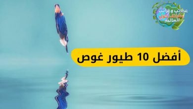 , أفضل 10 طيور غوص, اسماء بنات 2021,اسماء بنات 2020,أسماء أولاد نادرة,اسماء بنات واولاد,اندر سكنات فري فاير,اجدد أسماء بنات 2021,اجمل اسماء بنات 2021,أروع اسماء بنات2021,اسماء جديده بنات واولاد,نزول سكن انجولا فورت نايت,اسماء بنات من القرآن والسنه,بندرتا فورت نايت,سلطان الفن الشعبي,اسماء بنات من القرآن,فورتنايت,فورت نايت,قراند الحياة الواقعية,سكن انجولا,بكجات فيفا22,سكنات فري فاير,سكينات السلاح,لعبة فورت نايت,حذفت فورت نايت,احلى اسماء بنات,احدث اسماء بنات , حيوانات نادرة,حيوانات,حيوانات نادرة جدا,حيوانات غريبة,الحيوانات,حيوانات نادره,نادرة,حيوان,حيوانات، غريب ، حيوانات نادرة ، غرائب ، طيور,حيوانات نادرة جدا وغريبة,حيوانات نادرة جداً وغريبة,حيوانات نادرة وغالية الثمن,اكثر 10 حيوانات نادرة للغاية,حيوانات نافقة,حيوانات نادرة مهددة بالانقراض,أغرب الحيوانات,اغرب حيوانات,حيوانات هجينة,حيوانات أليفة,حيوانات اليفه,حيوانات الغابة,9 حيوانات نادرة ستراها لأول مرة فى حياتك,حيوانات للاطفال,حيوانات غريبة الشكل , طيور نادرة,طيور,عشرة طيور نادرة,نادرة,طيور ناطقة,اجمل الطيور,الطيور,صيد طيور غريبة ونادرة,10 طيور,الطيور النادرة بإيطاليا,طيور زينة,طيور الجنة,طيور غريبة,اجمل الطيور النادرة في العالم,مدرب طيور,سلسلة طيور ندرة حول العالم,أكبر طيور,أجمل طيور,طيور حلوة,طيور 2021,طيور 2022,طيور في خطر,طيور جميلة,طيور رائعة,طيور ملونة,محمية طيور,سلالات طيور,طيور الزينة,طيور العراق,اغرب الطيور حول العالم,صيد الطيور,ملك الطيور,اغرب الطيور , الرفراف,طائر الرفراف,رفراف,نزل الرفراف,الرفراف الازرق,شط الرفراف,خيم الرفراف,بحر الرفراف,منتجع الرفراف,الرفراف بنزرت,الرفراف الأبقع,الرفراف كينج فيشر,طائر الرفراف اعلان,مسلسل الرفراف القصة,طائر الرفراف المهاجر,طائر الرفراف الاعلان,شاطئ رفراف,اراس بولوت طائر الرفراف,اعلان مسلسل طائر الرفراف,مسلسل طائر الرفراف اعلان,مسلسل الرفراف قناة العرض,مسلسل الرفراف موعد العرض,مسلسل طائر الرفراف القصة,الصياد الملك طائر الرفراف,مسلسل طائر الرفراف الاعلان , بجعة,البجعة,طائر بجعة,بجعة سوداء,بجعة بالتفاح,البجعة سعيد,طائر البجعة,بحيرة البجعة,البجعة والحب,بجعة من التفاحة,عمل بجعة بالورق,صنع بجعة بالورق,عمل بجعة بالتفاح,البجعة الوردية,طريقة عمل البجعة,صنع بجعة بالاوريجامي,الى ماذا ترمز البجعة,بجع,بجعة - لقطات مميزة من حياة بجعه,بجعه,البجع,صوت بجع,البجعه,بجعه جبس,طبخ البجع,طائر البجع,صغار البجع,طيور البجع,بيوض البجع,سلوك البجع,البجع البري,محمية البجع,مقلب البجعه,بحيرة البجع , توربان,لفات توربان,لفات حجاب توربان للمناسبات,توربان تركي,حجاب توربان,لفة توربان,توربان حجاب,توربان 2020,توربان ترکی,التوربان,لفات حجاب توربان للمدرسة,لفات حجاب توربان,خياطة توربان باليد,خياطة توربان قطيفة,لفات حجاب توربان 2021,#توربان,لفات حجاب توربان للعيد,توربان سهل,توربان شیک,توربان جاهر,توربان جاهز,توربان 2021,توربان عربی,توربان عروس,توربان مجلسی,آموزش توربان,خياطة توربان,توربان بالشال,تربان,طريقة لف توربان,توربان دخترانه , سيات ليون مصر,سيات ليون 2021,سيات ليون ٢٠٢١,سيات ليون 2021 مصر,سيات ليون ٢٠٢١ مصر,سيات ليون,سيات ليون 2021 في مصر,سيات ليون ٢٠٢١ في مصر,تسارع سيات ليون 2021,هلال وليون,سيات ليون 2021 سعر و مواصفات,عيوب سيات ليون,ليون الإفريقي,مميزات سيات ليون,سيات ليون 2021 fr,اخبار اليوم,الجزائر اليوم,سليماني اليوم,احصائيات اليوم,هدف سليماني اليوم,اخبار الجزائر اليوم,اسلام سليماني اليوم,إسلام سليماني اليوم,عااجل اليوم بالجزائر,مافعله سليماني اليوم , guillemot,guillemots,yves guillemot,guillemot chicks,#guillemot,guillemot chick,common guillemot,gullemot,guillemots bird,ceo yves guillemot,guillemot de troïl,common guillemots,guillemot interview,guillemot bird jumbs,guillemots landing,christophe guillemot,yves guillemot interview,malayalam guillemot bird,fox feasts on baby guillemots,malayalam news about guillemot bird,guillemots herd herrings for seagulls,guillemot bird documentary in malayalam , البطريق,عائلة البطريق,البطريق ويزن,قناة البطريق,مقاطع البطريق,البطريق ومؤيد,قنوات البطريق,محل البطريق,البطريق يتنكر,البطريق والصخره,جارالله والبطريق,البطريق هرب,الصخره والبطريق,مقلب البطريق و الصخره,فيديو الوحش عائله البطريق,البطريق يعزم جار الله,رحلة البطريق في وادي نمار,حرب بلونات البطريق مع اصيل,البطريق يشتغل,البطريق زعلان,البطريق يشتري سكوتر خربان,سيكل البطريق,رقصة البطريق,البطريق يسرق الطرطة,سباق سياكل البطريق,طائر البطريق , أفضل 10 أنواع,غوص,غوص حر,أفضل 10 أنواع من كلاب الحراسة فى العالم,أفضل,أفضل 5 ألعاب,أفضل حقائق الحيوانات,افضل 10 كلمات سر في gta sa,توب 10,أفضل أكواد خرافية,رحلة غوص,اكثر 10,غوص معدات,غوص سكوبا,تجربة غوص,أفضل 5 العاب للاندرويد,10 حيوانات,الغوص الحر,رحلة غوص في عدن,رحلات الغوص,الغوص في عدن,أفضل 5 العاب بقاء على قيد الحياة,الغوص على اللؤلؤ,الغوص مع الأسماك,أفضل 5 العاب بقاء على قيد الحياة للاندرويد,أغرب 10,أسوأ 10,اغرب 10,10 أشياء , البطريق , 5 حيوانات يمكن أن تقتل نمر الجاكورا، biggest manta ray fish، biggest manta ray fish cutting، cobia and manta ray video، gaint manta ray fish cutting، learn about manta ray، manta، manta birostris، manta ray، manta rays، manta rays video، manta reef، manta tame، manta taming، ponce inlet manta rays، searching for a manta ray، wildebeest ضد الكلب البري، world biggest manta ray fish cutting، أخبار الفن، أذكى الكلاب في العالم، أرخص حيوان في العالم، أسامي قطط انجليزية، أسماء الحيوانات، أسماء الحيوانات للأطفال، أسماء الحيوانات وأصواته، أسماء الحيوانات وأصواتها، أسماء حيوانات المزرعة، أسماء قطط يابانية، أسماء وأصوات الحيوانات للاطفال، أسماك نادرة، أشرس أنواع الكلاب، أشرس الحيوانات في العالم ناشيونال جيوغرافيك، أشهر الكلاب في العالم، أصوات الحيوانات، أصوات الحيوانات للأطفال، أطفال الحيوانات، أطول بديبيلدر في العالم، أظرف حيوان في العالم، أغرب أنواع القطط في العالم، أغرب السحالي، أغرب الطيور، أغرب حيوانات العالم بالصور، أغلى 10 حيوانات فى العالم، أغلى أسد في العالم، أغلى القطط، أغلى جلد حيوان في العالم، أغلى حيوان اليف في العالم، أغلى حيوان في العالم 2021، أغلى حيوان في العالم جمل، أغلى حيوان في العالم موسوعة جينيس، أغلى حيوانات فى العالم، أغلى حيوانات في العالم، أغلى عشرة حيوانات في العالم، أغلى عشره حيوانات في العالم، أغلى قط في العالم، أغلى كلبة في العالم، أغلى ١٠ حيوانات أليفة في العالم، أفريقيا، أفضل القطط، أفضل الكلاب البوليسية، أفضل كلاب الحراسة، أفضل كلاب الصيد، أقوى الكلاب في العالم، أقوى حيوان في العالم، أناشيد الحيوانات للاطفال، أندر حيوان في العالم، أنذر القطط في العالم، أوليفر، إيطاليا، ابط حيوان في العالم، ابن الزرافة، اجمل القطط، اجمل قطة بالعالم، اختفاء الدببة القطبية، اختفاء الدببة القطبية بحلول عام 2100، اريد عالم الحيوان، اسئلة عن عالم الحيوان، اسماء حيوانات، اسماء قطط ذكور هملايا، اشبال، اشرس كلاب العالم، اشكال القطط، اشهر القطط، اشهر انواع قطط فى العالم، اصغر قط بالعالم، اصغر قطة في العالم، اصوات الحيوانات، اصوات الحيوانات للاطفال، اصوات حيوانات، اطفال، اطفال الحيوانات، اطفال حيوانات، اطفال يلعبون، اطول قطة في العالم، اغبى حيوان في العالم، اغرب السحالي، اغرب حيوانات في العالم، اغلى 10 حيوانات في العالم، اغلى 5 حيوانات في العالم، اغلى الحيوانات، اغلى الحيوانات في العالم، اغلى حيوان، اغلى حيوان بالعالم، اغلى حيوان في العالم، اغلى حيوان في العالم ويكيبيديا، اغلى حيوانات العالم، اغلى حيوانات بالعالم، اغلى حيوانات في العالم، اغلى خمس حيوانات في العالم، اغلى ١٠ حيوانات في العالم، اغنية الزرافة، افتراس الحيوانات 2021، افتراس الحيوانات لبعضها البعض، افتراس الكلاب البرية الافريقية، افتراس عالم الحيوان، افلام وثائقية عن الحيوانات البحرية، اقدم الحيوانات في العالم، اقوى افتراس، اقوى صراع الحيوانات المفترسه، اقوى فكوك الحيوانات في العالم، اكبر السحالي، اكبر حيوان في عالم، اكثر حيوان ينام في العالم، الأخبار العاجلة، الأسد، الأسد الأفريقي، الأسد الإفريقي، الأسد الإفريقي 2021، الأسد سكار، الأفريقي، الأفريكوم، الأمم المتحدة، الأونا، الإفريقي، الاستثمارات المغربية في افريقيا، الاسد و الدب، الاسد يأكل الزرافة، الاسد يصطاد الزرافة، الاسود، الاسود الاسود، البرى، البريه، البيتبول، التنين الشائك، التنين الطائر، الثورة، الجاغوار، الجاكوار، الجاكوار الاسود، الجاكوار ضد النمر، الجاكوار والنمر، الجاكور، الجاكور يفترس تمساح، الجاموس البري، الجولدن ريتريفر، الجيرمن شيبرد، الجيش الأمريكي، الحديقة الوطنية للحيوانات بالرباط : النحام الوردي، الحياة البرية، الحياة البرية للكلب الافريقي، الحياة القاسية في البرية، الحياة القاسية للحيوانات البرية، الحياة في البرية، الحيوان، الحيوانات، الحيوانات الأليفة، الحيوانات البرية، الحيوانات المفترسة، الحيوانات المفترسة hd، الحيوانات في أفريقيا، الحيوانات في العالم، الحيوانات في الغابة، الخنزير البري، الخيل العربي، الدب، الدب الأسود، الدب الاسود، الدب البني والاسد، الدب القطبى، الدب القطبي، الدب القطبي ضد الفظ، الدب القطبي ضد فيل البحر، الدببة، الدببة الثلاثة، الدببة السوداء، الدببة الطيبون، الدببة القطبية، الدبو الاسيوي في الكويت، الدبور الأسيوي العملاق، الدبور الاسيوي، الدبور الاسيوي في أمريكا، الديناصورات، الرئيس الأمريكي، الرائع، الربيع العربي، الروت وايلر، الروت ويلر، الزراف، الزرافة، الزرافة الصغيرة، الزرافة الطيبة، الزرافة الظريفة، الزرافة تاكل، الزرافة زوزو، الزرافة في الغابة، الزرافة في المنام، الزرافة كرتون، الزرافة والاسد، الزرافة والاسود، الزرافة والفيل، الزرافة والنمر، الزرافة وثائقي، الزرافه، الساقية الحمراء، السحالي، السحلية، السيسي، الصيف، الضباع البرية، الطفل القرد، الطيور، الطيور المهاجرة، العاب اطفال، القارة الأفريقية، القرود العالم الحيوانات، القطب الشمالي، القطبي، القطط، القوات العسكرية، القوات المسلحة الأمريكية، القوقازى، الكلاب، الكلاب البرية، الكلاب البرية الافريقية، الكلاب البريه، الكلاب البريه الافريقيه، الكلب، الكلب الافريقي، الكلب البرى الإفريقى، الكلب البري، الكلب البري الآسيوي، الكلب البري الأفريقي، الكلب البري الاسيوي، الكلب البري الافريقي، الكلب البري الافريقي أو السِمْع، الكلب البري الهندي، اللجوء، الله، الليمور، الليمور الراقص، الليمور الطائر، الليمور الفأري، الليمور الفليبيني، الليمور حلقي الذيل، الليمور ذو الذيل الحلقي، الليموريات، المالينوا، المسترد الذهبي، المليون، الموقع، النحام، النحام الوردي، النسور، الوردي، الوشق البري، الوشق البري ضد ابن اوي، الوشق البري في العراق، اليمن، امطار سحالي، انشودة اصوات الحيوانات، انشودة الحيوانات للاطفال، انشودة الزرافة، انقراض حيوانات الليمور، انقراض وحيد القرن، انقراض وحيد القرن الأبيض، انقراض وحيد القرن الأبيض الشمالي، انقراض وحيد القرن الابيض، انواع الطيور، انواع القطط، انواع قطط، اهم الفروقات بين الجاكور و النمر المرقط، اولفر، اوليفر تويست، اوليفر تويست الفصل الاول، اوليفر تويست اولى ثاتنوى، اوليفر تويست عر، اوليفر تويست عربى، اين يعيش الدب القطبي، أغلى ١٠ حيوانات أليفة في العالم، باللغة، بحث حول عالم الحيوانات، بحث عن عالم الحيوان، بيتبول، تجارة السحالي، تحدي الكلاب، تحليل، تدريب كلاب الجولدن، تدريب كلب جولدن، تدريبات الأسد الأفريقي، تربية السحالي، تربية القطط، تربيه الكلاب، تريند، تزاوج الحيوانات، تزاوج الزرافة، تعبير عن عالم الحيوان، تعلم الحيوانات، تعليم الكلب الحمام، تعليم الكلب الطاعه، تقرير عن عالم الحيوان، تكاثر عالم الحيوان، تكيف الدب القطبي، تنين البحر، تهريب سحالي الي مصر، تهريب سحالي في الصومال، تهريب سحلية اغاما، توزيع الحيوانات في العالم، جاكور، جلدن ريترفر، جميع أنواع الكلاب في العالم، جيرمن شيبرد، حادثة الفيل، حدوته في فيلم، حركات القطط، حظيرة الحيوانات، حقائق حول الطيور، حقائق عن الريتريفر، حقائق عن طيور النحام، حقائق قصيرة عن الطيور، حلف شمال الأطلسي، حياة البرية، حياه الزرافه، حيوان، حيوان أليف، حيوان الجاكوار، حيوان الجاكوار الأسود، حيوان الزرافة، حيوان الليمور، حيوان الليمور النادر، حيوان الليمور فى مدغشقر، حيوان الليمور للبيع، حيوان الليمور مهدد بالانقراض، حيوان النحام، حيوان اليغور، حيوانات، حيوانات البراري، حيوانات الغابة، حيوانات المزرعة، حيوانات المزرعه، حيوانات المفترسة، حيوانات اليفه، حيوانات برية، حيوانات للاطفال، حيوانات للصغار، حيوانات مفترسة، حيوانات نادرة، حيوانات وحيد القرن، خلل الجينات، دببة قطبية، ذبح عجول البقر، ذكر الزرافة ماذا يسمى، رحلة البحث عن سمكة المانتا، رضيع الزرافة، زئير الجاكوار، زرافة، سبحان الله، سحالي، سحالي زرقاء اللسان، سحالي غريبة، سحالي في حقيبة سفر، سحلية، سحلية أغاما، سحلية الخلد المكسيكية، سحلية زرقاء اللسان، سحلية سامة، سعر سحلية اغاما، سلالات القطط، سمكة، سمكة البقرة، سمكة المانتا، سمكة المانتا العملاقة، سمكة حداية البحر، سمكة شيطان البحر، سمكة شيطان البحر تضحك، صراع الحيوانات البرية، صراع الحيوانات الوحشية، صغار الحيوانات، صغير الزرافة، صوت الحيوانات، صوت الوشق البري، صور، صور الدب القطبي، صور حيوانات، صور عالم الحيوان، صيد الاسد، صيد الحيوانات البريه، صيد الدب بالسهم، صيد الديك الرومي بالسهم، صيد الضبع، صيد القرود، صيد القمري، صيد الكلاب البرية، صيد الكلاب البرية تفشل، طائر النحام، طعام كلب الجولدن، طيور، طيور البجع، طيور الصحراء، طيور الفلامنجو، طيور الفلامنغو، طيور النحام، طيور بحيرة، طيور خطيرة كبيرة، طيور سامة، طيور عجيبة، طيور منقرضة، طيور مهاجرة، طيور نادرة، عالم z الأمازون للأسماك والطيور والحيوانات الأليفة، عالم الاسود المفترسة، عالم الاسود والافتراس، عالم الافتراس الحيوانات، عالم الافتراس ناشيونال جيوغرافيك، عالم التزاوج، عالم الحىوان، عالم الحيوان، عالم الحيوان 2021، عالم الحيوان 2022، عالم الحيوان hd، عالم الحيوان افتراس حيوان في العالم، عالم الحيوان الاسد، عالم الحيوان الاسود، عالم الحيوان الافتراس، عالم الحيوان الافتراس الحيوان، عالم الحيوان السري، عالم الحيوان المتوحش، عالم الحيوان المفترس، عالم الحيوان المفترس 2021، عالم الحيوان المفترسة، عالم الحيوان تزاوج، عالم الحيوان جديد، عالم الحيوان مباشر، عالم الحيوان ناشيونال جيوغرافيك، عالم الحيوان والافتراس، عالم الحيوان والطبيعة، عالم الحيوان والطيور، عالم الحيوانا، عالم الحيوانات، عالم الحيوانات أغلى حيوانات في العالم صور حيوانات، عالم الحيوانات البحرية، عالم الحيوانات البرية، عالم الحيوانات البريه، عالم الحيوانات المتوحشه، عالم الحيوانات المفترسة، عالم الحيوانات المفترسة 2020، عالم الحيوانات المفترسة 2022، عالم الحيوانات المفترسة ناشيونال جيوغرافيك، عالم الحيوانات للأطفال، عالم الحيوانات ناشيونال جيوغرافيك، عالم الحيوانات والطيور، عالم الطيور والحياة البرية، عالم الغابات والحيوانات المفترسة، عالم حيوان، عالم حيوان مفترس، عالم حيوانات مفترسة، عالية، عايز عالم الحيوان، عجائب عالم الحيوان، علم طفلك أصوات الحيوانات والطيور، عنق الزرافة، غراءب وعجاءب عالم الحيوانات، غرائب عالم الحيوان، فرائس الحيوانات، فصائل القطط، فهم القطط، في العالم، في عالم الحيوان، فيديو أذكى عشر حيوانات في العالم، فيديو عالم الحيوان في عالم الحيوان، فيديوهات عن عالم الحيوان، فيل، فيلم، فيلم اوليفر تويست، فيلم عالم الحيوان، فيلم في الخمسينة، فيلم في الخمسينه، فيلم في كبسوله، قتال الحيوانات، قتال الدب، قتال الدب والاسد، قتال الدببة، قتال الدببة حتى الموت، قتال حيوانات الليمور، قصة اطفال، قصص اطفال، قط، قطط منزلية، قطط مهددة بالإنقراض، قناة عالم الحيوان، قنص الدب الاسود بالسهم، قوة الزرافة، كلاب، كلاب الجولدن، كلاب الجولدن ريتريفر، كلاب الصيد، كلاب بيتبول، كلاب للبيع، كلب، كلب الجولدن، كلب الجولدن ريتريفر، كلب الهاسكي، كلب بلدي، كلب جولدن، كلب جولدن بيور، كلب جيرمن، كلب روت، كلب روكي، كم تبلغ سرعة الدب القطبي، لأسد الأفريقي، لغة القطط، لكلاب البرية، لماذا طيور النحام وردية، ليمور، ليمور سوندا الطائر، ما اخطر حيوان في العالم، ما الفرق بين الجاكور و النمر المرقط، ما هو أقوى حيوان في العالم، ماذا يأكل الدب القطبي، مراجعة فيلم، مراجعة فيلم كوري، مراجعه فيلم، مزرعه حيوانات، مشهد شاهدته على التلفاز عن عالم الحيوان، معارك الحيوانات، معلومات علي طائر النحام، معلومات عن الجولدن ريتريفر، معلومات عن الدب القطبي، معلومات عن الكلب القوقازي، معلومات عن طائر النحام، معلومات عن عالم الحيوان، معلومات عن كلب الجولدن ريتريفر، مقدمة عن عالم الحيوان، مكان الجاكوار، ملخص فيلم الخيال العلمى، مملكة الدببة القطبية، مملكة الدببة القطبية: عشيرة الشمال، من أسرع حيوان في العالم، من الأقوى الدب ام الأسد، من الاقوى الدب القطبي ام فيل البحر، مناورات الأسد الأفريقي، مناورات الأسد الإفريقي، مناورات الاسد الافريقي 2021، مناورات الجيش المغربي و الأمريكي 2021، موت وحيد القرن الأبيض، موت وحيد القرن الابيض، موضوع تعبير عن عالم الحيوان، موضوع عن عالم الحيوان، نادر، نادي القطط، ناشونال جيوغرافيك أبو ظبي، نجح الخنزير البري في الافلات من هجوم التمساح، نشيد الحيوانات للأطفال، نمر الجاكور، نمر الجاكور يفترس، نمر الجاكور يقتل تمساح، هات عالم الحيوان، هجوم الجاكوار، هجوم الدب، هجوم الدب الأسود، هجوم الدب البني، هجوم الكلاب البرية، هل الدب القطبي لاحم؟، هل انقرض وحيد القرن الابيض، هل فيل هو فوريفرنايت، هواية نادرة، وثائقي الحيوانات المفترسة، وثائقي الكلب البري، وحيد القرن، وحيد القرن الأبيض، وحيد القرن الأبيض الجنوبي، وحيد القرن الأبيض الشمالي، وحيد القرن الأبيض سودان، وحيد القرن الابيض، وحيد القرن الابيض الشمالي، وحيد القرن الابيض الشمالي انقرض، وحيد القرن الابيض المنقرض، وحيد القرن الابيض سودان، وحيد القرن السحري، وحيد القرن الشمالي، وزارة الدفاع الأمريكية، وفاة وحيد القرن الابيض، ولادة الزرافة، يوتيوب عالم